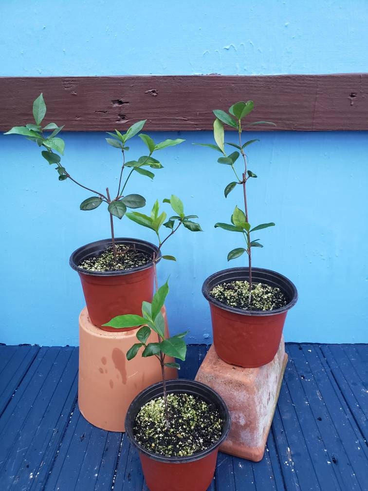 Star Jasmine Confederate Jasmine Trachelospermum Etsy