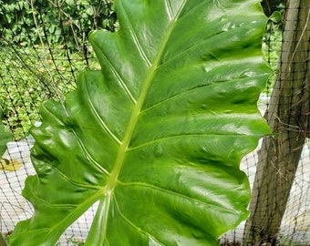 Alocasia Macrorrhiza, Giant Taro, Giant elephant ear, Upright elephant ear, Live Plant