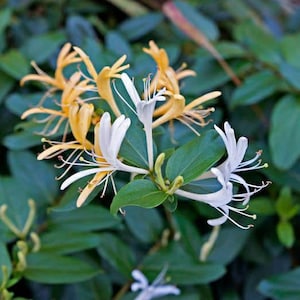 Hall's Honeysuckle, Lonicera japonica, Live Plant Live Plant