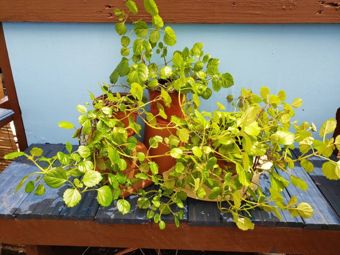 Swedish Ivy Creeping Charlie plectranthus Verticillatus - Etsy