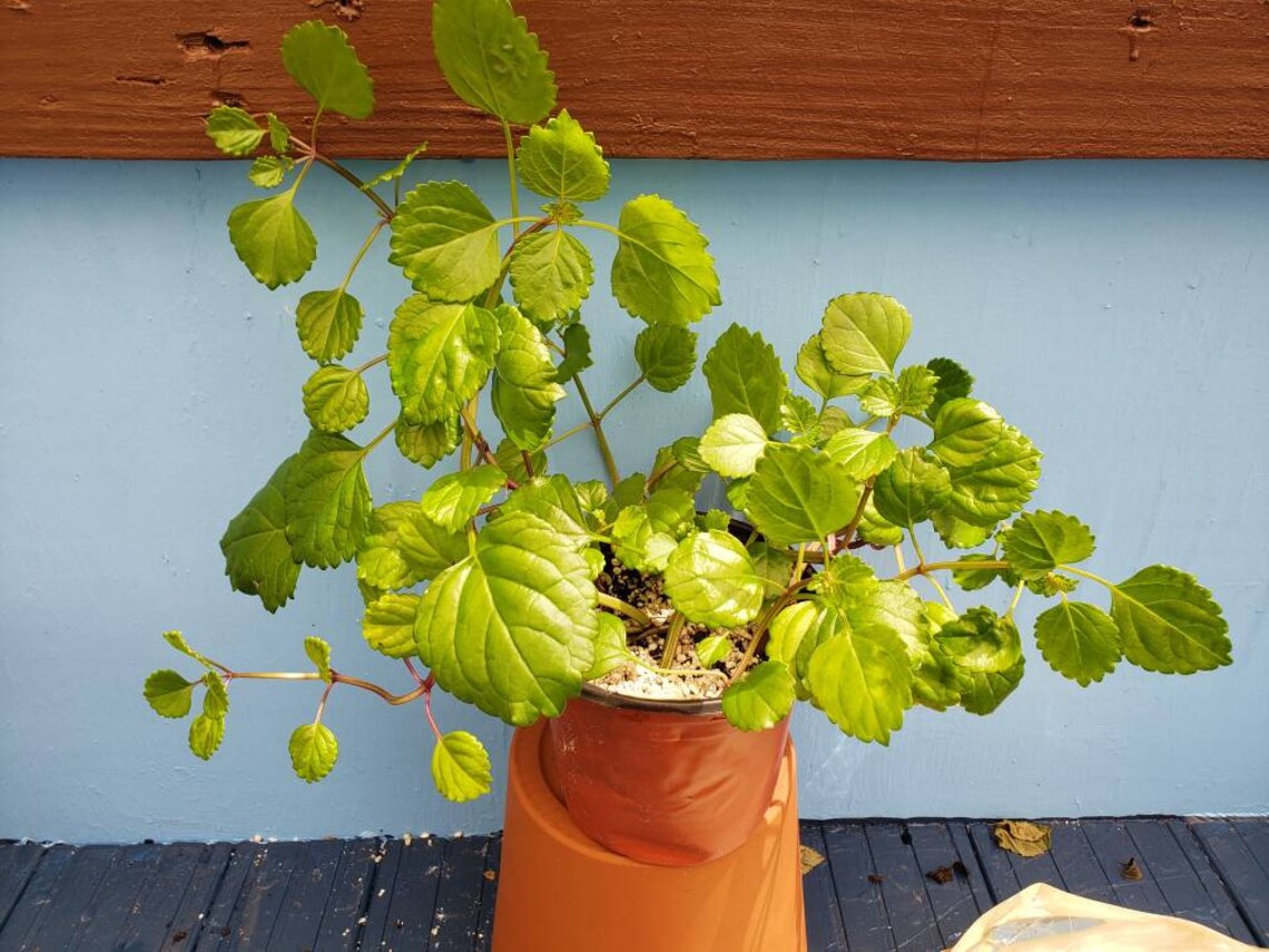 Swedish Ivy Creeping Charlie plectranthus Verticillatus - Etsy