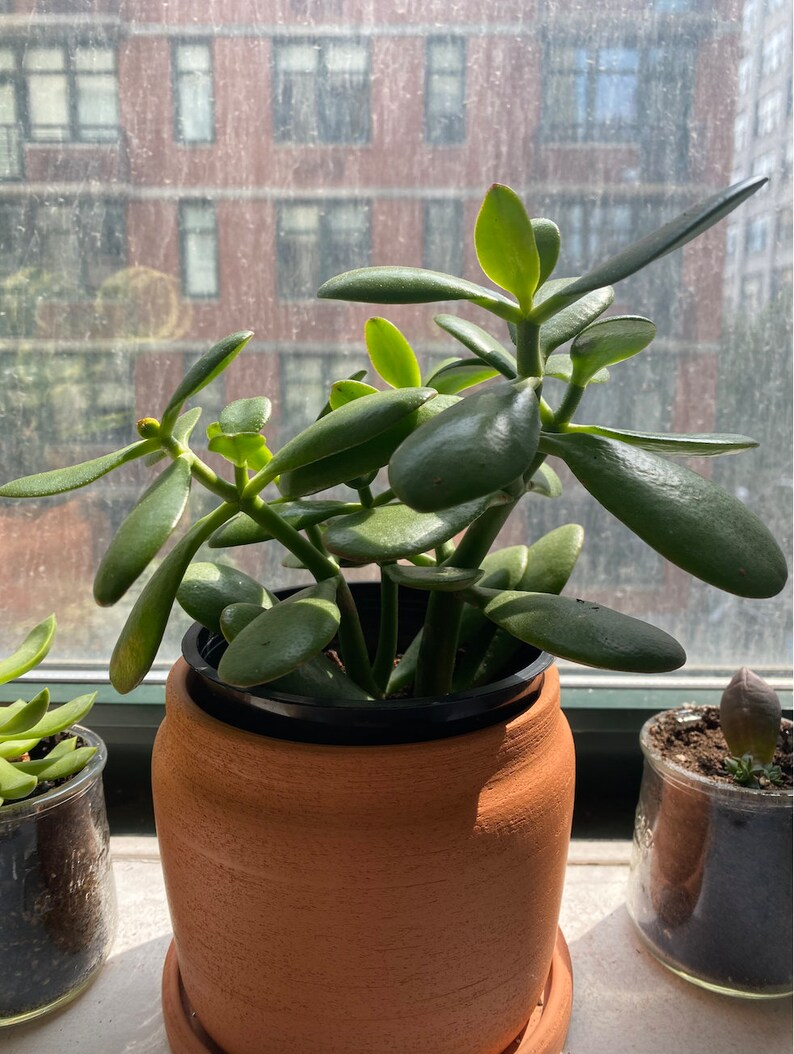 Jade Plant House Plant Desk Plant Office Plant Low Light Etsy