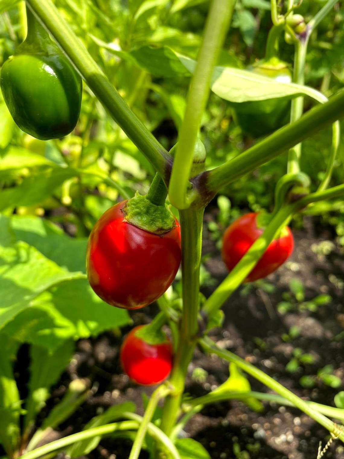 Organic Hot Cherry Bomb Pepper Seeds Chilli Peppers Non GMO Etsy