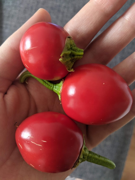 Organic Hot Cherry Bomb Pepper Seeds Chilli Peppers Non GMO Etsy