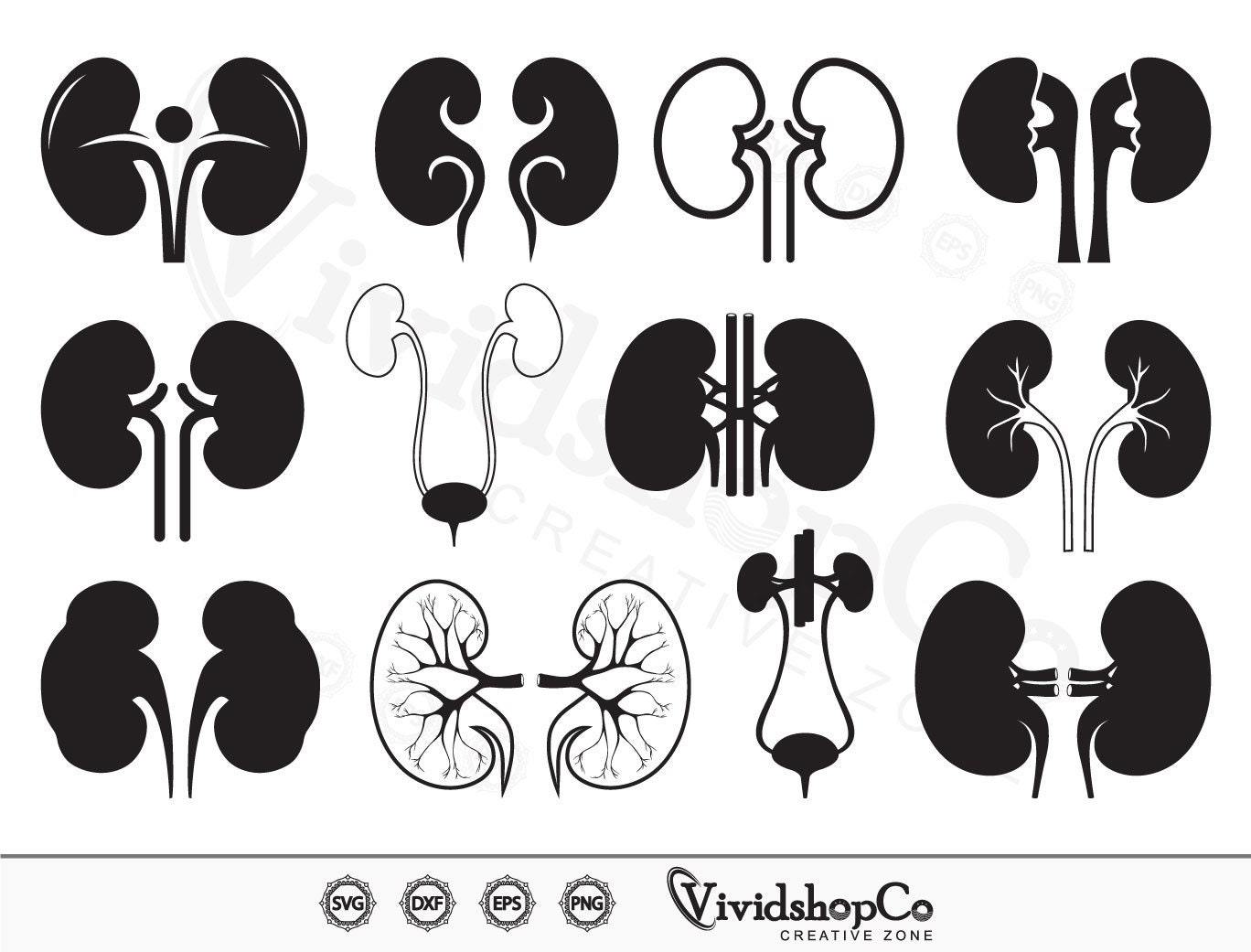 Kidney SVG Kidney Anatomy Svg Disease Svg Clipart Cut Etsy Hong Kong
