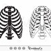 Rib Cage SVG, Skeleton Rib Cage Svg, Skeleton Svg, Human Ribs Svg ...
