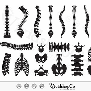 May include: A set of 20 black and white vector illustrations of the human spine and rib cage. The illustrations are in a variety of poses and angles, and are perfect for use in medical or anatomical illustrations.