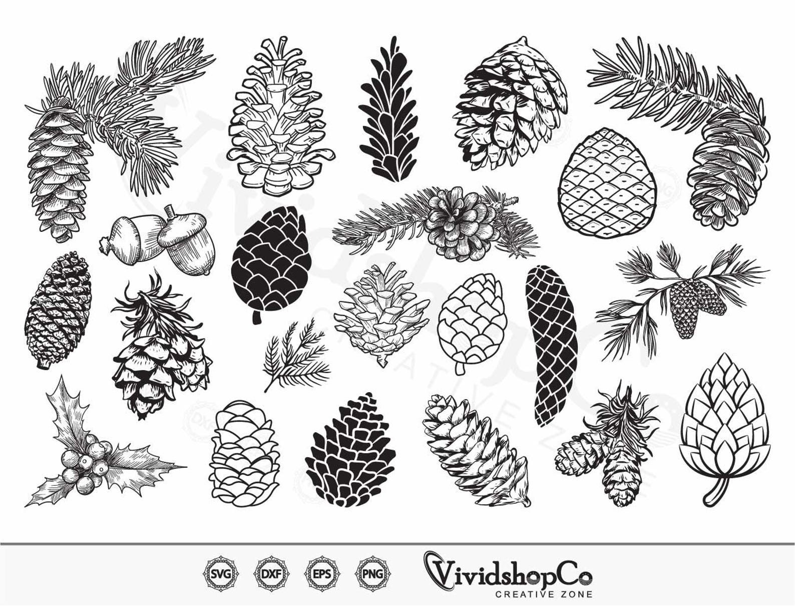 Pine Cones SVG, Pinecone Svg, Pine Tree Svg, Pine Branches Svg, Winter ...