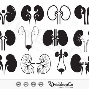 Kidney SVG, Kidney anatomy svg, Disease svg, Clipart, Cut Files for Silhouette, Files for Cricut, Vector, dxf, png, Design