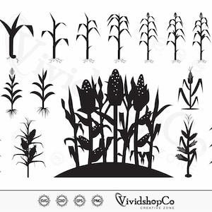 Puede incluir: Ilustraciones en silueta en blanco y negro de plantas de maíz en varias etapas de crecimiento. La imagen incluye plantas individuales y un grupo de tallos de maíz, con raíces y mazorcas de maíz visibles. El logotipo de VividshopCo está en la parte inferior.