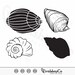 Seashell SVG, Sea Shells Svg, Clam Svg, Beach Svg, Ocean Svg, Shell Svg ...