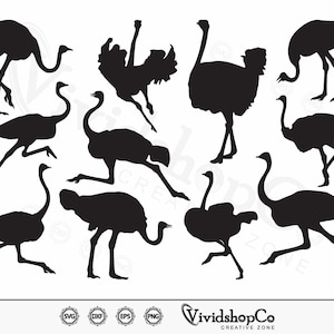 Ostrich SVG, Australian bird svg, Bird svg, Clipart, Cut Files for Silhouette, Files for Cricut, Vector, dxf, png, Design