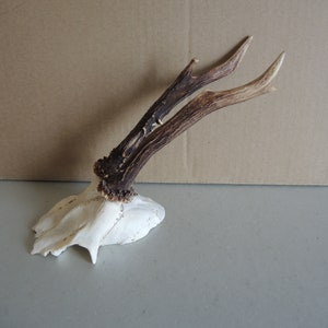 Nice Pair of ROE ANTLER with skull part / Deer horn / Natural roe deer antler / Roe Antlers Rustic Décor / Saami Lapland / Bone supply A04
