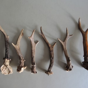 Set of 6 ROE ANTLER from different heads / Deer horn / Natural roe deer antler / Ram Roe Antler / Rustic Décor / art Collage supplies