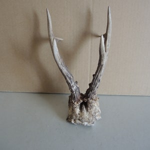Nice Pair of ROE ANTLER with skull part / Deer horn / Natural roe deer antler / Roe Antlers Rustic Décor / Saami Lapland / Bone supply A03