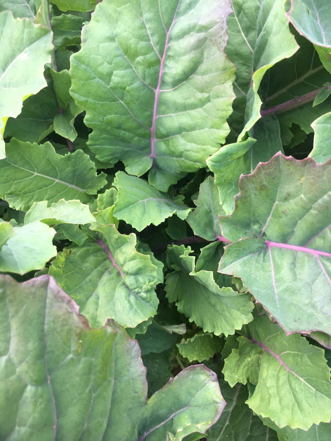 buy purple tree collards buy purple tree collards