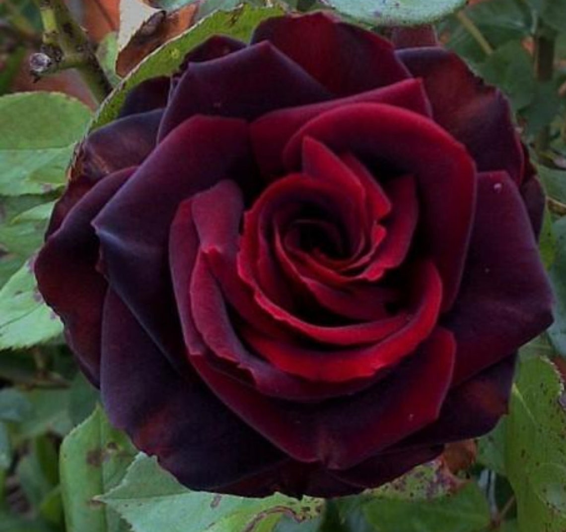 Black Magic Rose Bush Seeds 12 seeds shrub perennial tree | Etsy