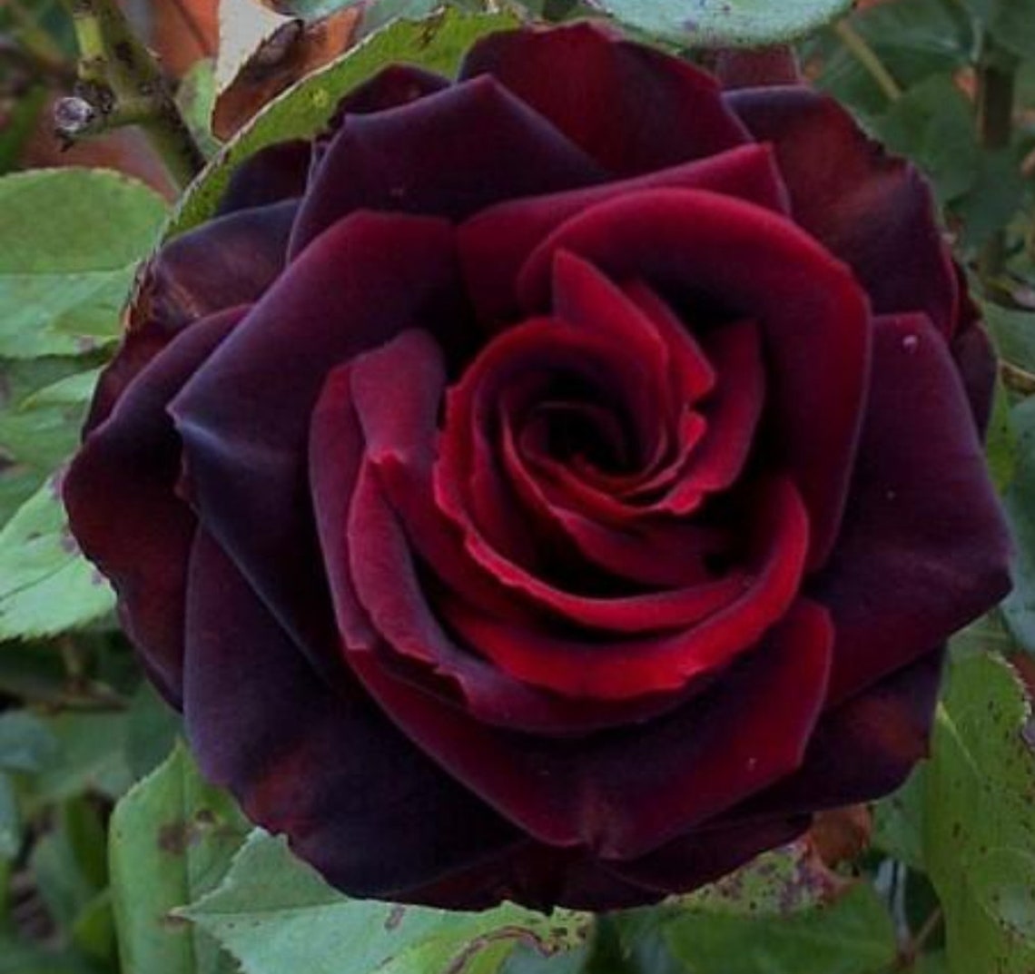 Black Magic Rose Bush Seeds 12 seeds shrub perennial tree Etsy