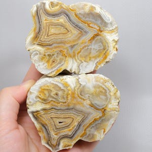 May include: Two polished agate slices featuring concentric bands of white, cream, and golden yellow. The stones display intricate, natural crystalline patterns with translucent and opaque sections, showcasing a layered, organic structure throughout.