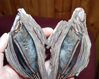 Unusual Petrified Wood with Druzy and Colorful Bands, Turkey Sourced, Opalized Petrified Wood, Collectable Agatized Wood