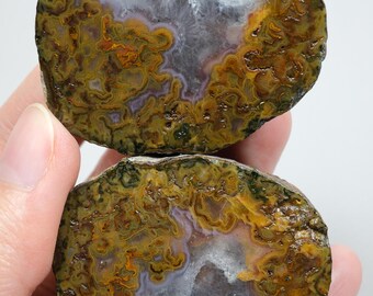 Vivid Mustard Yellow & Orange Black Sea Plume Agate Pair