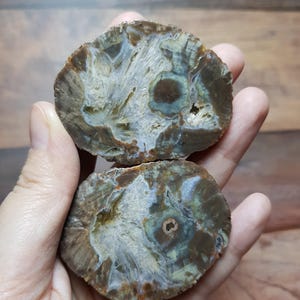 Puede incluir: Dos mitades de un espécimen de madera petrificada ovalada y pulida. Las secciones transversales revelan anillos concéntricos de tonos marrón, gris y verde, con patrones intrincados. La textura de la madera es visible, mostrando su veta natural y depósitos minerales.