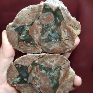 May include: Two halves of a polished petrified wood specimen. The cross-sections reveal intricate patterns of brown, red, and green hues. The wood's grain is visible, showcasing the natural beauty of the fossilized material. The specimen is held in a person's hands.