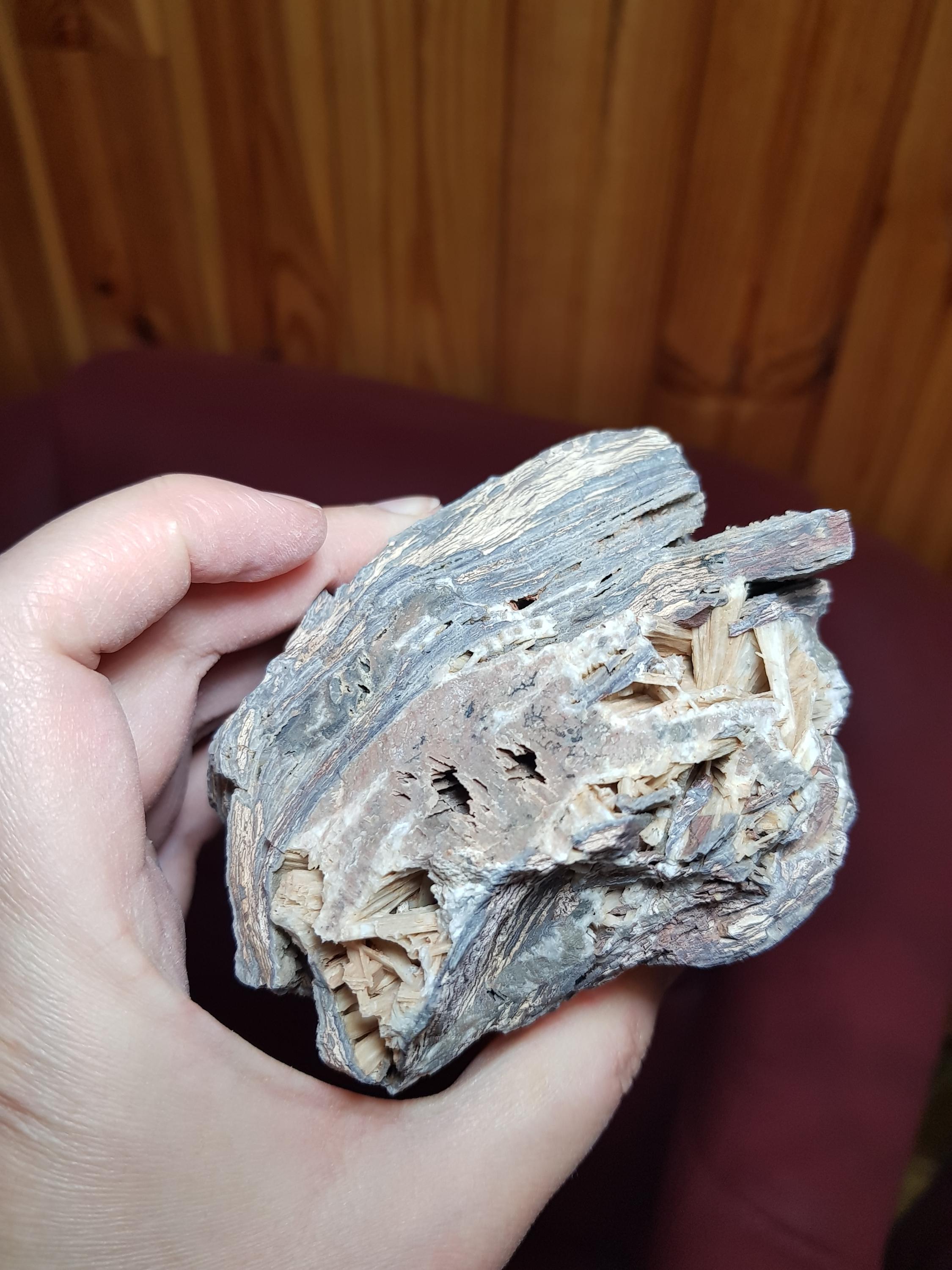 スティック状の化石木：希少な七面鳥の化石、地質学者への贈り物（787g