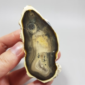 以下が含まれることがあります： 研磨された瑪瑙石の断面図。濃い茶色の中心部、明るい茶色とクリーム色の層が特徴です。外側の縁はざらざらとしたオフホワイト色です。