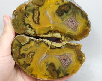 Mustard Gold & Brown Banded Black Sea Agate Pair with Plume Inclusions