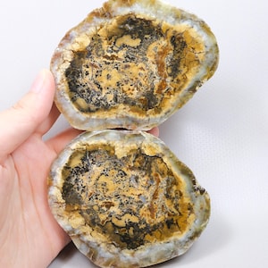 Puede incluir: Dos rodajas de ágata pulida con patrones complejos de inclusiones minerales en color amarillo mostaza, marrón oscuro y negro. Las piedras tienen un borde exterior translúcido de color claro y una apariencia orgánica texturizada con grietas.