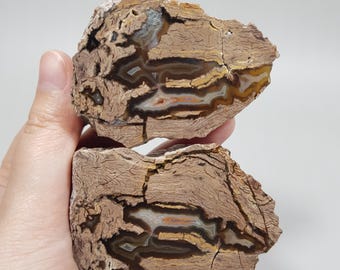 Opalized Petrified Wood Slice: Amber and Orange Bands Agatized Wood - Turkey Sourced