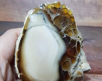 Natural Milky White and Honey Opal Rough Specimen