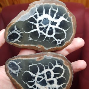 May include: Two polished stone slices with a dark grey interior and a white, web-like pattern. The edges are a light brown colour. The stones are held in a person's hand.