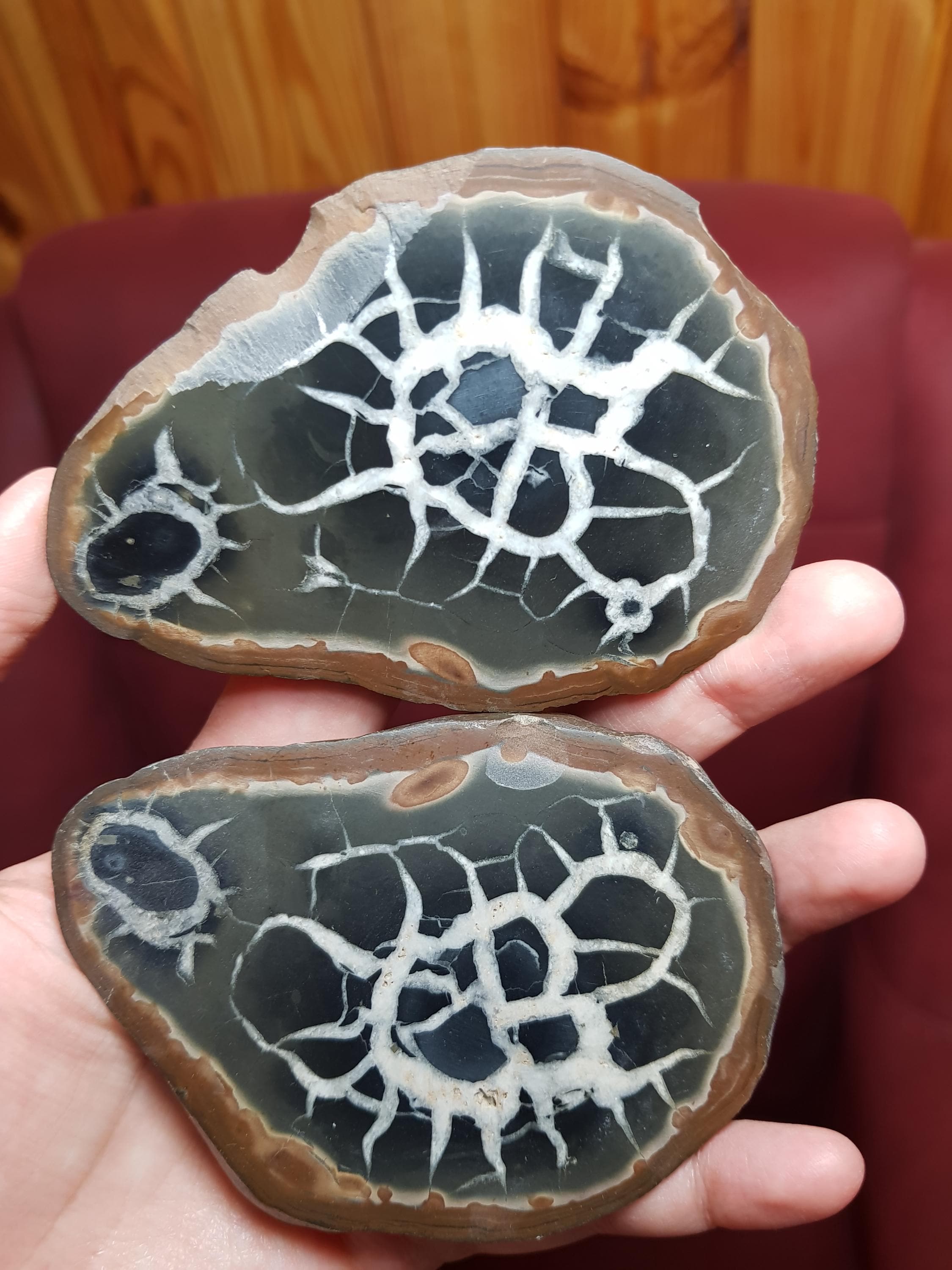 Polished Septarian Nodule – Split With Fossil-like White Core for