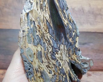 May include: A piece of petrified wood with a complex pattern of colors including tan, gray, and dark brown. The wood has a rough, textured surface and a unique, organic shape. The specimen is held in a hand.