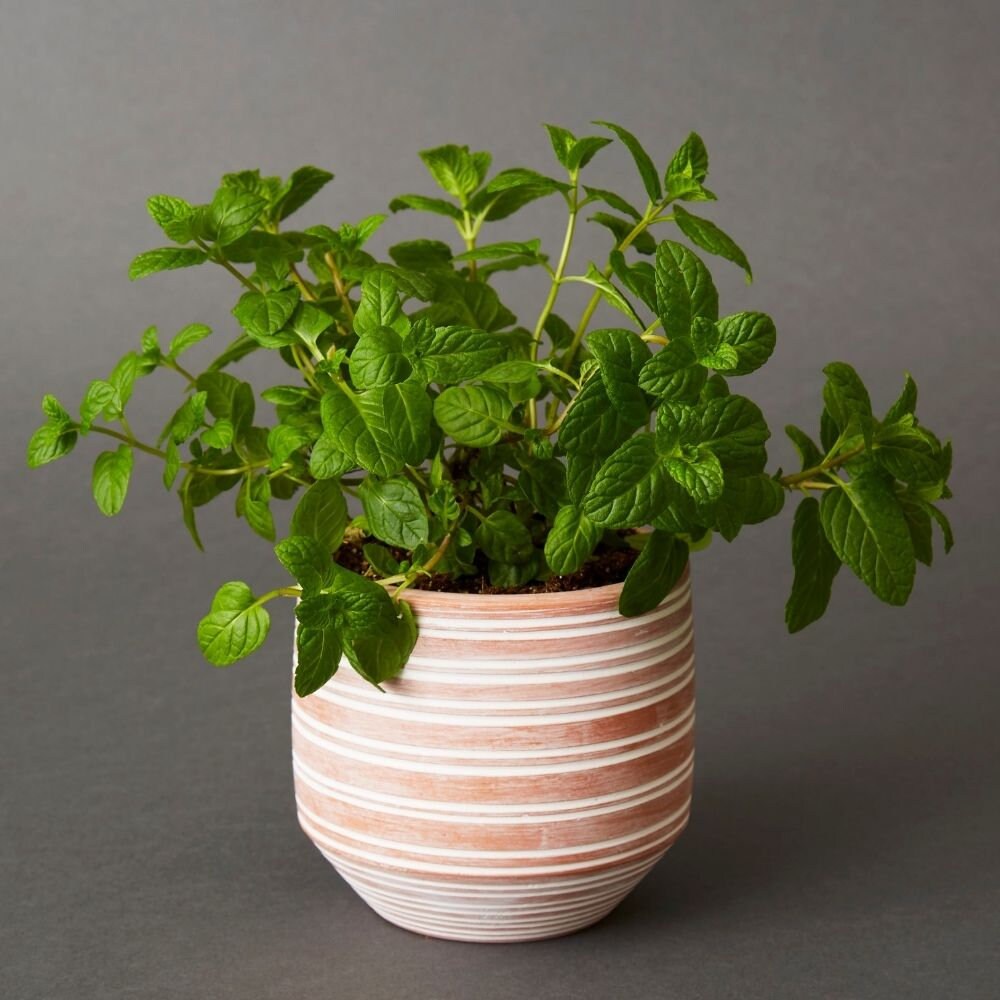 Bangladesh Petit Pot