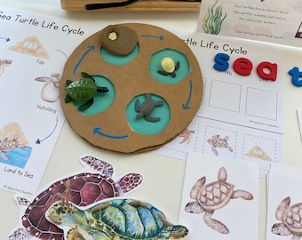 Sea Turtle Mini Science Unit: Montessori Life Cycle Cards (Digital Download)