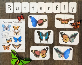 Butterfly Learning Unit: Life Cycle, Anatomy, Matching (Digital Download)