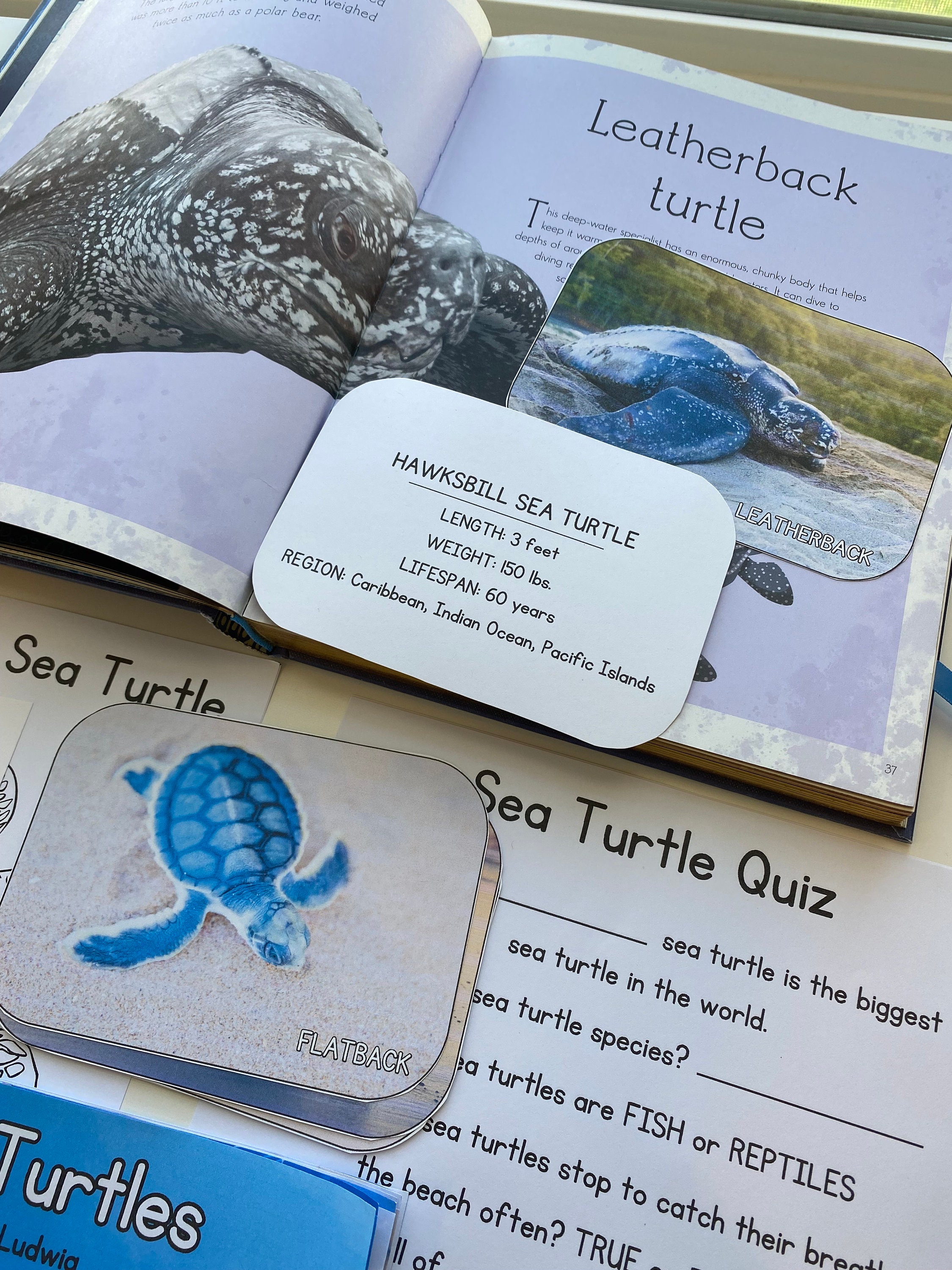 Sea Turtles Mini Science Unit, Sea Turtles Unit, Sea Turtles - Etsy