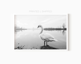 Schwan-Fotografie-Druck | Gedrucktes Poster | Tierfotografie | Schwarz-Weiß-Poster | Naturlandschaft | Vogel Kunstdruck