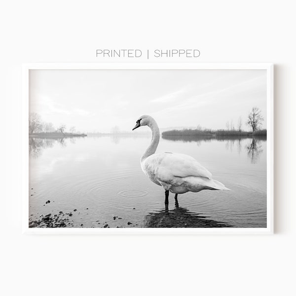 Swan Photography Print | Printed Poster | Wildlife Photography | Black And White Poster | Nature Landscape | Bird Art Print