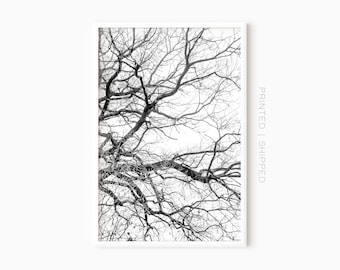 Tree Branches Wall Art | Forest Black And White Photography
