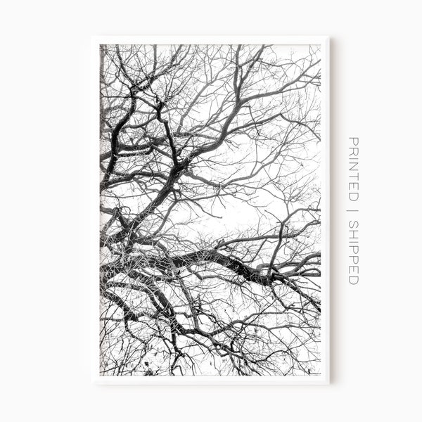 Tree Branch Wall Art Etsy