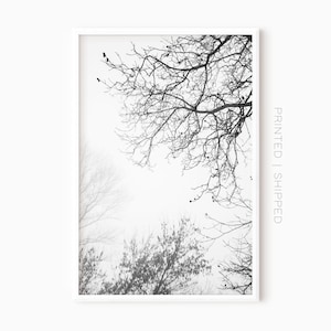 Wald Fotografie | Baumzweige Wandkunst | Schwarz Weiß Grau Abstrakte Kunst | Kunstdruck | One Piece Poster | Abstrakter Wald Druck