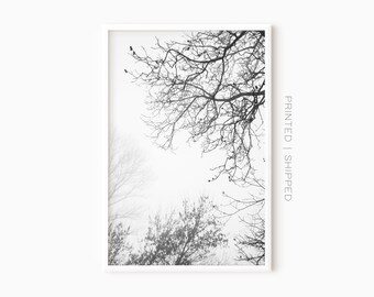 Forest Photography | Tree Branches Wall Art | Black White Grey Abstract Art | Fine Art Print | One Piece Poster | Abstract Forest Print