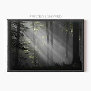 Nebliger Wald Poster | Lichtstrahlen zwischen Bäumen | Fotodruck Natur | Neblige Landschaft | Fine Art Fotografie
