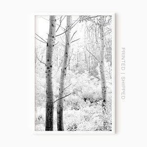 Birch Tree Wall Art | Black And White Forest Prints | Printed Fine Art Poster
