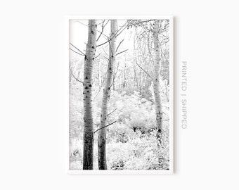 Birch Tree Wall Art | Black And White Forest Prints | Printed Fine Art Poster