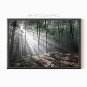 Forest Photography | Light Rays Between Trees | Foggy Landscape | Rays Of Light In Forest | Fine Art Print